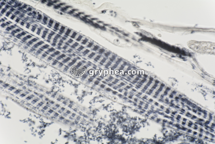 Muscle stries géantes larve de Chironome CL x200 - gryphea.com